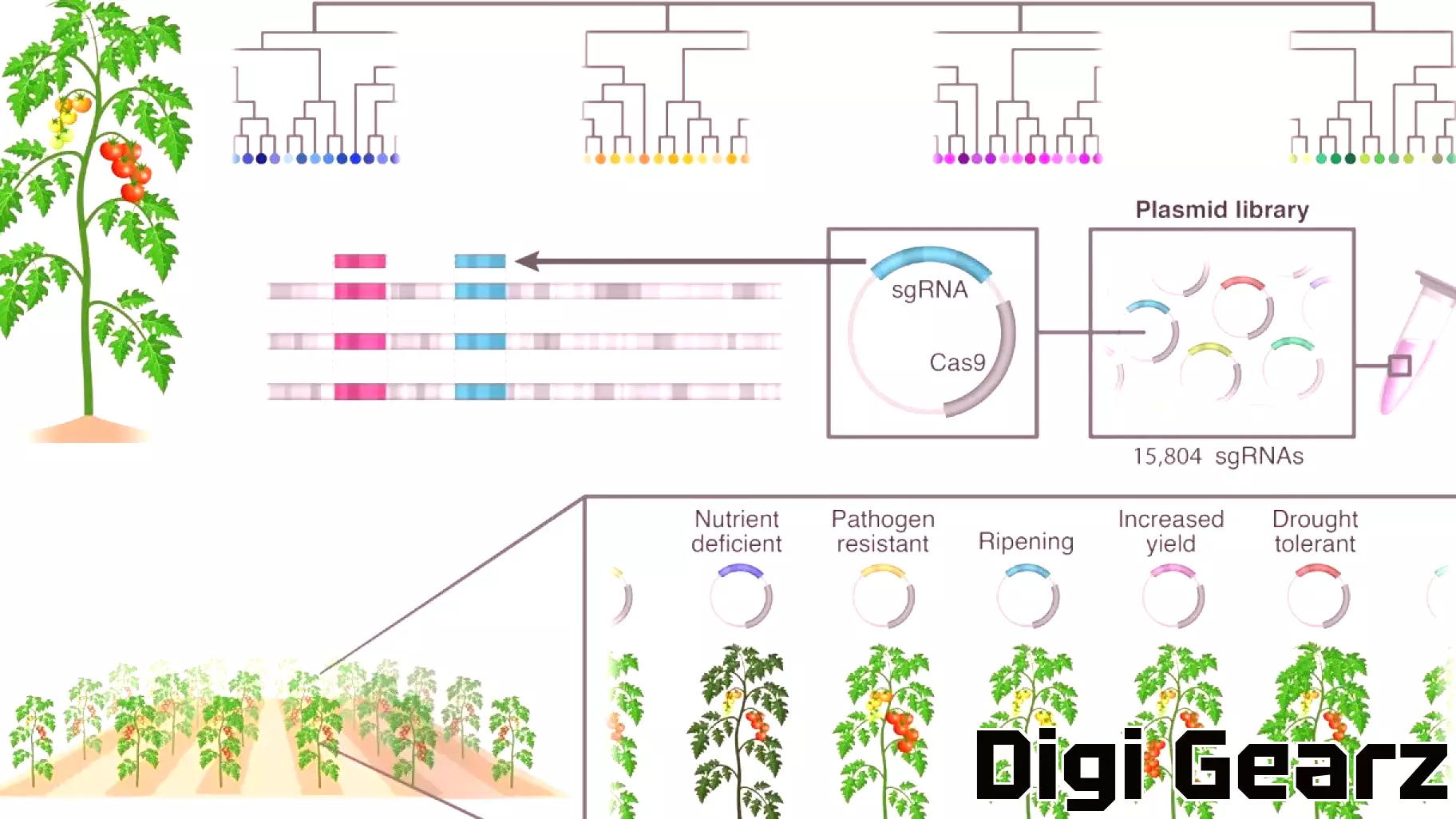 Breakthrough in Genetic Editing Reveals Complex Traits in Tomatoes