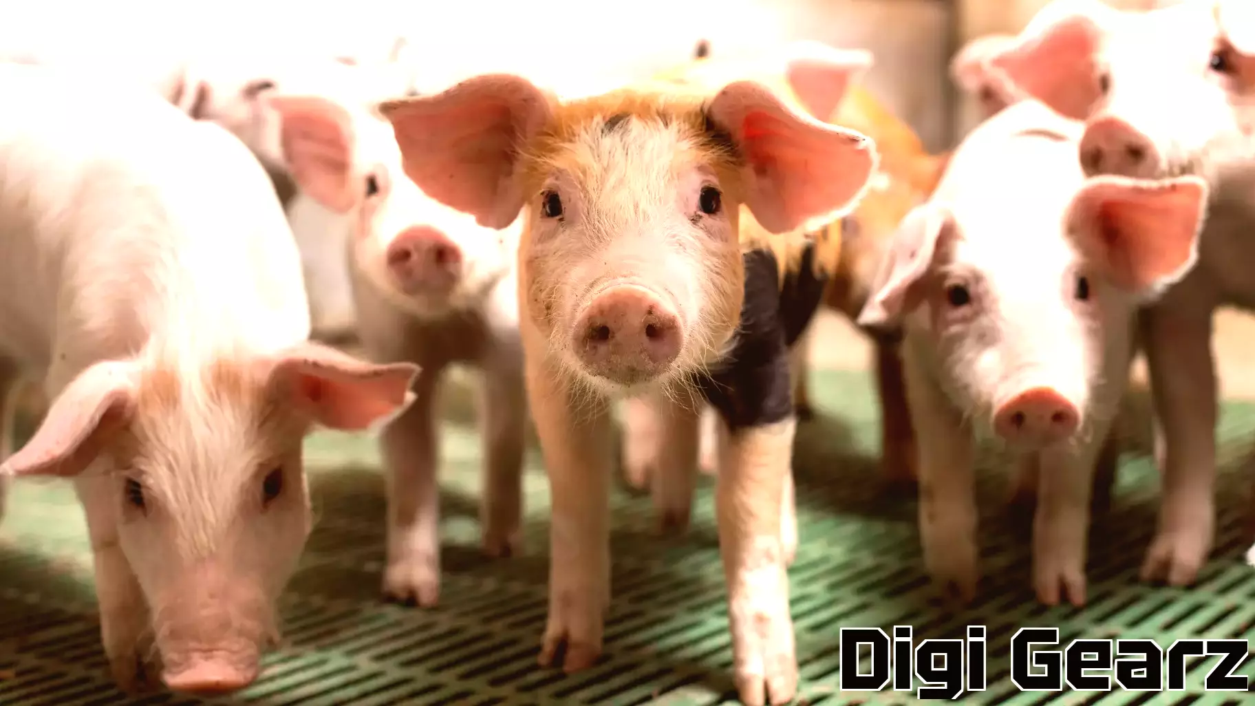 FDA Greenlights Gene-Editing Technology for Breeding PRRS-Resistant Swine