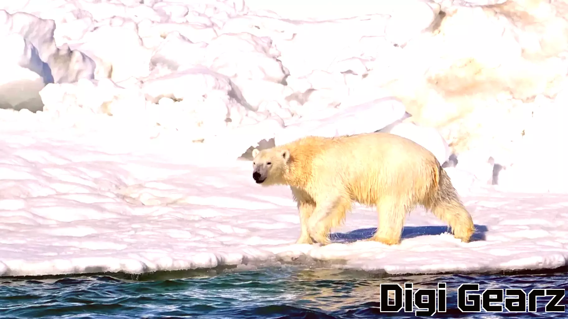 Innovative AI Technology Aids in Polar Bear Detection in the Arctic