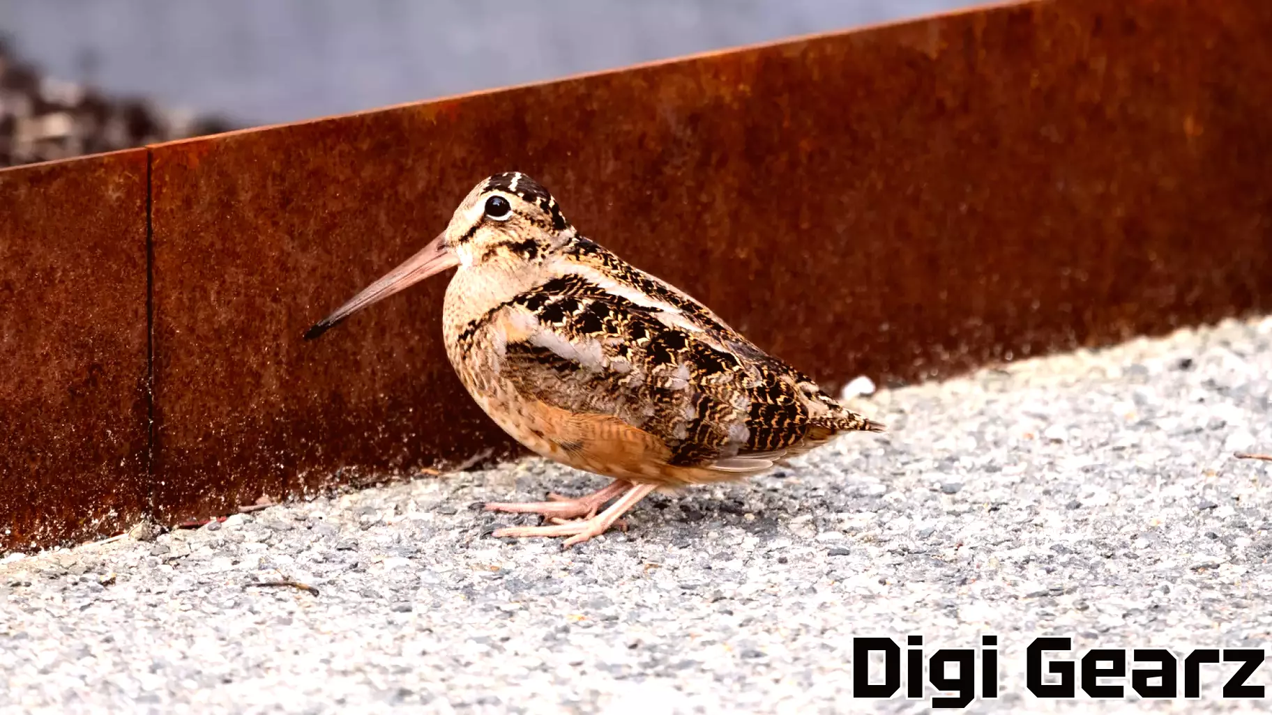 Photos: Design technology, hockey and signs of spring