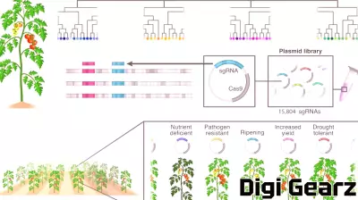Breakthrough in Genetic Editing Reveals Complex Traits in Tomatoes
