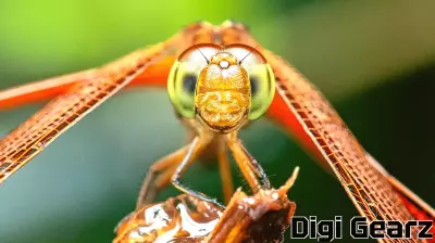 Global insect rescue plan requires new technology to ensure success